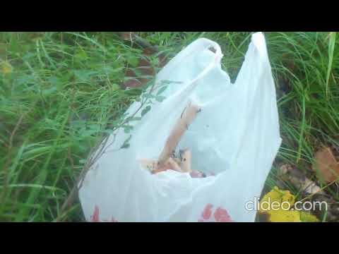 Видео: Тихая охота.Рыжики.