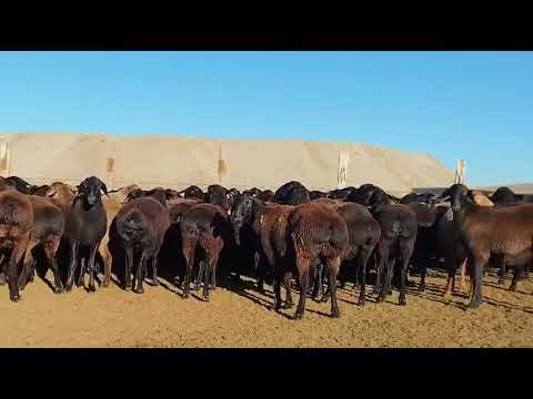 Видео: 600бас керемет саулықтар.62000саудасы бар 87786460061