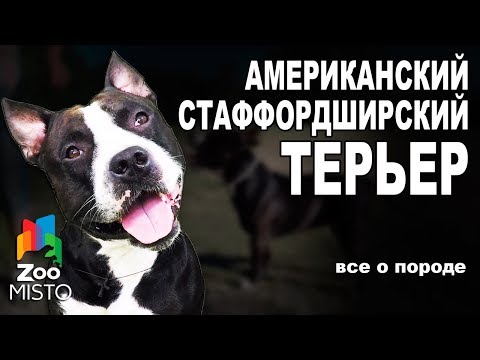 Видео: Американский Стаффордширский Терьер  - Все о породе собаки | Собака породы - Стаффордширский Терьер