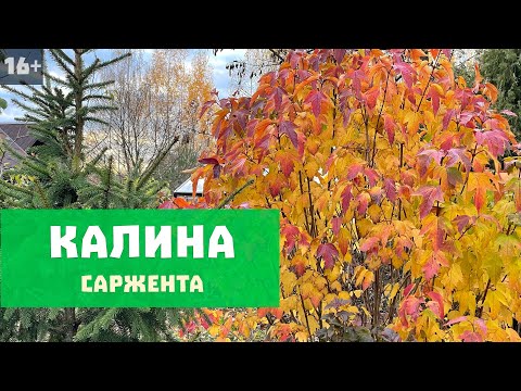 Видео: Калина Саржента | Любимые растения