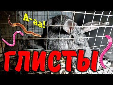 Видео: Глисты у кроликов. Как это бывает, чем грозит и как бороться?