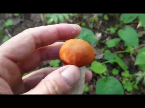 Видео: Водопады Прикши, Любогорье летом и деревня Галица.