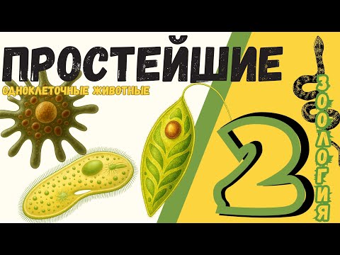Видео: Простейшие Животный ОДНОКЛЕТОЧНЫЕ одна клетка - целый организм