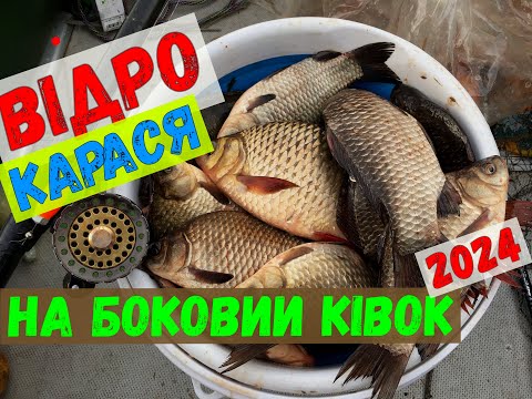 Видео: відро карасів на боковий ківок #риболовля #карась #боковой ківок