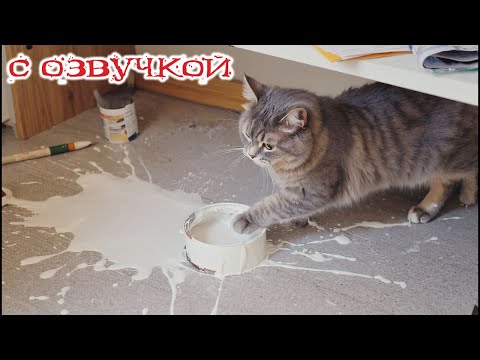 Видео: Приколы с котами! Смешные коты! С ОЗВУЧКОЙ! САМЫЕ СМЕШНЫЕ ЖИВОТНЫЕ!!! Смешные видео с котами!