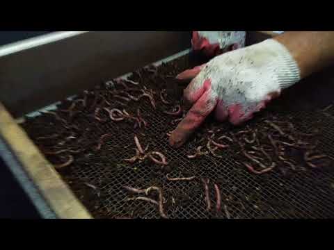 Видео: Когда Дендра начинает кидать коконы? Ответ на вопрос подписчика.