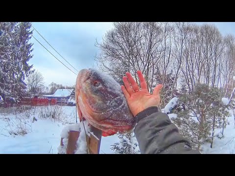 Видео: РЫБА ЕСТЬ ловить надо уметь. Ловля ЩУКИ на ЖЕРЛИЦЫ. Рыбалка 2024-2025. Russian fishing