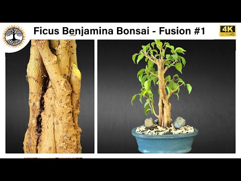 Видео: Фикус Бенджамина Бонсай - Fusion #1