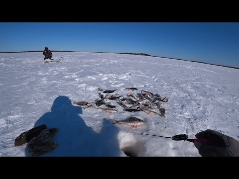 Видео: Вот они здесь дикие, поклевка отдай удочку.