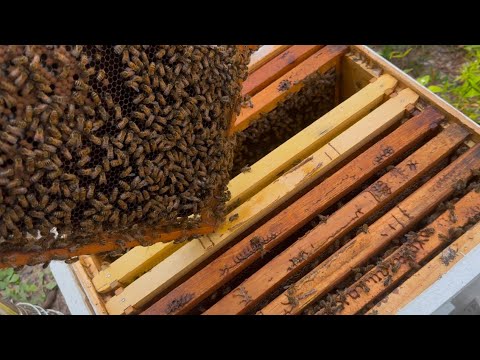 Видео: Пчеловоды во Флориде 🐝