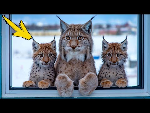 Видео: Замерзшая рысь с двумя детенышами умоляет впустить их в дом. Мужчина в шоке когда это происходит!