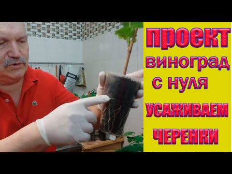 Видео: Пересаживаем черенки винограда в контейнеры.