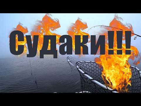 Видео: СУДАК ВЗБЕСИЛСЯ!!! ЛОВЛЯ СУДАКА 2023!!!