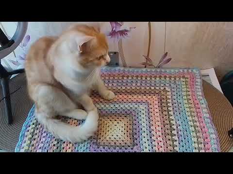 Видео: СП"Бабушкин квадрат "2025/отчёт/февраль