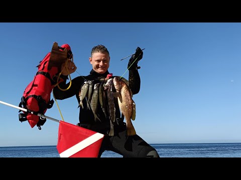 Видео: Подводная охота в бархатный сезон на Чёрном море. Огромные Зубарики и Хорошие Горбыли. 