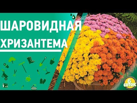 Видео: Шаровидная хризантема. Как сохранить зимой. 6 соток 22.10.2018