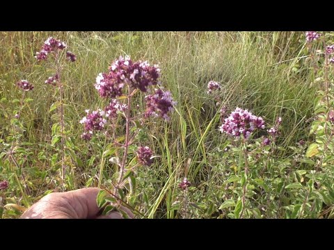 Видео: Собираем  ДУШИЦУ (ОРЕГАНО) !!!