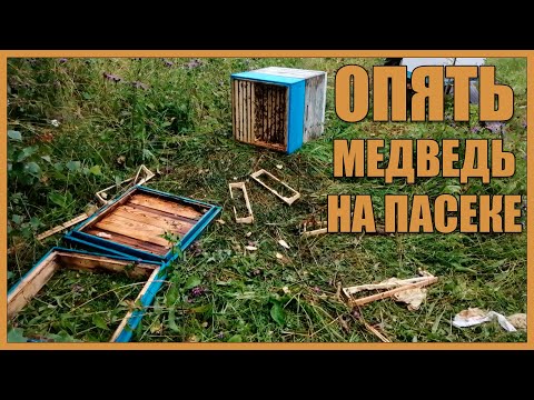 Видео: Медведь вернулся на пасеку, но у нас есть электроизгородь.