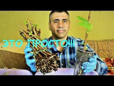 Видео: Укоренение "проращивание" черенков в кокосовой стружке.