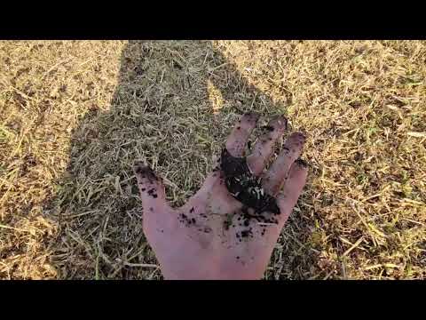 Видео: Косимо горох 🫛🫛🫛після дощу😱 невже весь висипеться 🤯