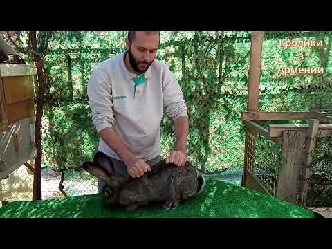 Видео: Ушной клещ / кокцидиоз / случка кроликов / Белый Паннон / как держать в руках / декоративный кролик