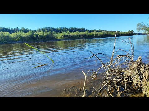 Видео: Рыбалка на острове с ночёвкой. Отличный поход в 30 км. Чай со смородиной и суп харчо на костре.