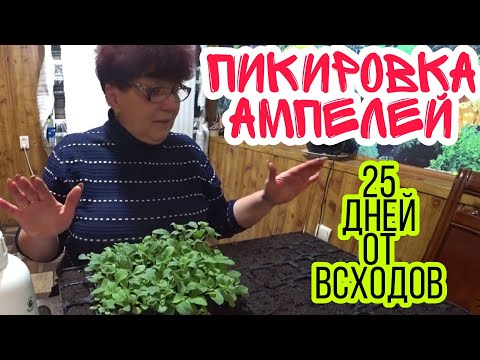 Видео: Ампельная петуния – пикировка. 25 дней от всходов.