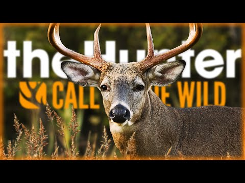 Видео: Я СНОВА СТАЛ НОВИЧКОМ! ФАРМИМ ДЕНЬГИ И ОПЫТ! | theHunter Call of the Wild 🐶 | Часть #2