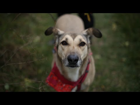 Видео: Лісом-полем 15 км пішки.