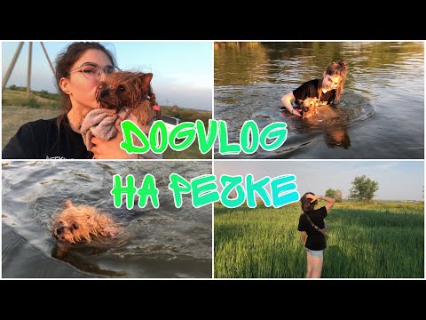 Видео: ПОХОД НА РЕЧКУ | ЕВА ПЛАВАЕТ | ОТДЫХ