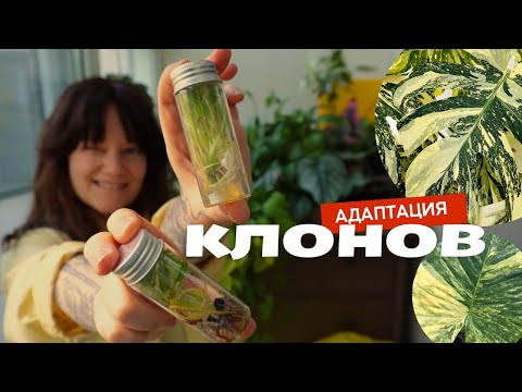 Видео: Как адаптировать КЛОН алоказии и монстеры