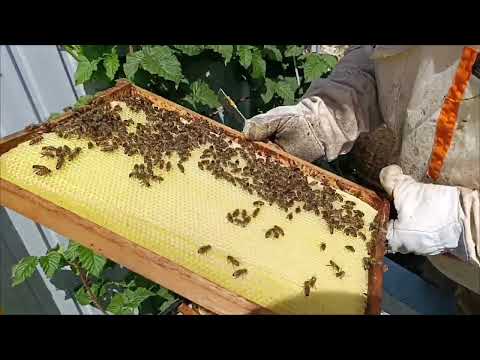 Видео: июльский отводок. карника в сибири