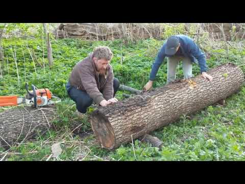 Видео: Распил бревна на доски-слэбы бензопилой | кафедра охотоведения | охотовед.pw
