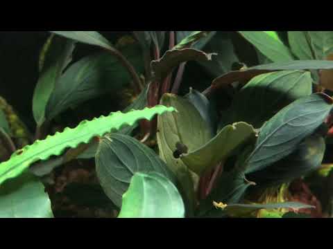 Видео: Bucephalandra Achilles - секрет выращивания!!!