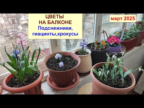 Видео: Цветы на балконе. Цветение подснежников, крокусов, гиацинтов. Март 2026