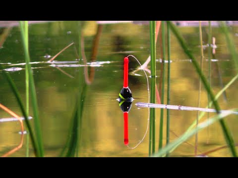 Видео: 🐟ЗА ДВІ ГОДИНИ, ВІДРО 🎣  ЛИН 🐟 КАРАСЬ  Рибалка на поплавок.