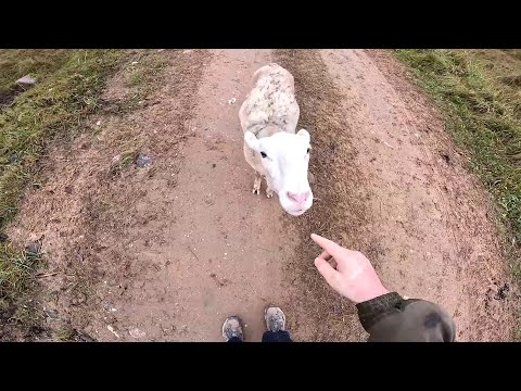 Видео: Выпустил страусов ! Строю дальше ! Сделал выгул ! ХУТОР В ЛЕСУ №886