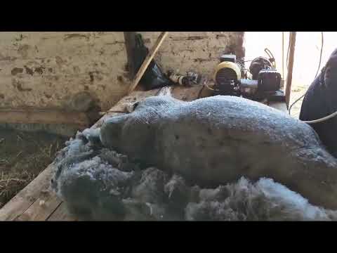 Видео: Видео как правильно быстро и качественно стричь овец#георгиевскийдорпер #жирохвостики #овцы #стрижка
