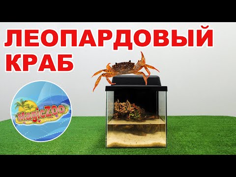 Видео: Королевский краб, или как оформить аквариум для леопардового краба | aquarium crab