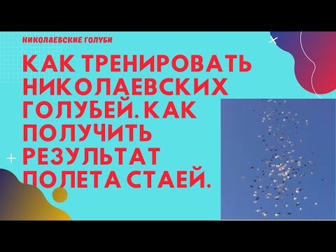 Видео: Как тренировать николаевских голубей. Как получить результат полета стаей.