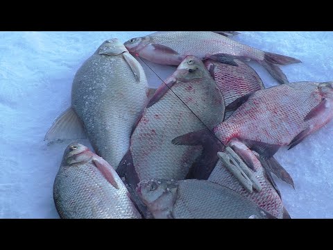 Видео: Об этой лунке только мечтать! Сел и наловил.Ловля леща на Оби.