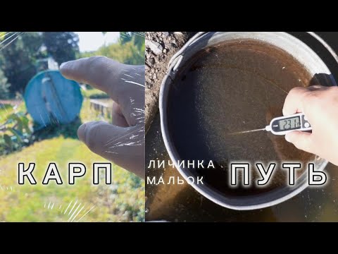 Видео: КАРП #подращивание личинки рамчатого карпа, карпа кой ЧАСТЬ 1#рыбоводство #личинка #мальок #черепаха