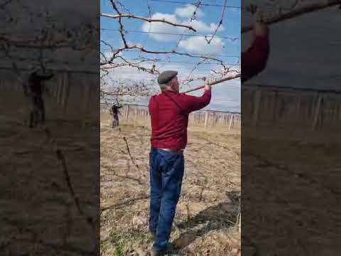 Видео: буридани дарахти ангур