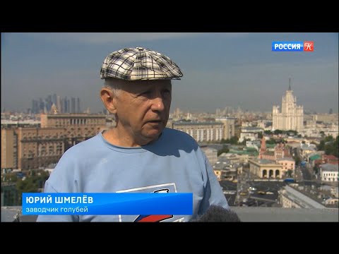 Видео: Москва и голуби:  История голубятен 2022