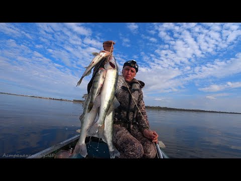 Видео: НА ТЮЛЬКУ РЫБА ДУРЕЕТ. ДИКИЙ ЖОР БЕРША. ЛОВИМ СУДАКА на ВОЛГЕ. Рыбалка на спиннинг, джиговая ловля.