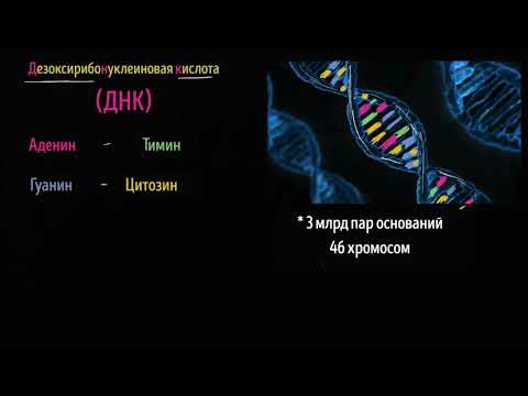 Видео: ДНК  (видео 4) | ДНК. Молекулярная генетика | Биология
