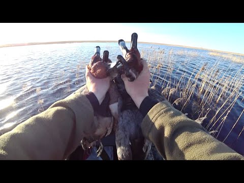 Видео: Охота на селезня в Сибири. Заехал в самые дебри.