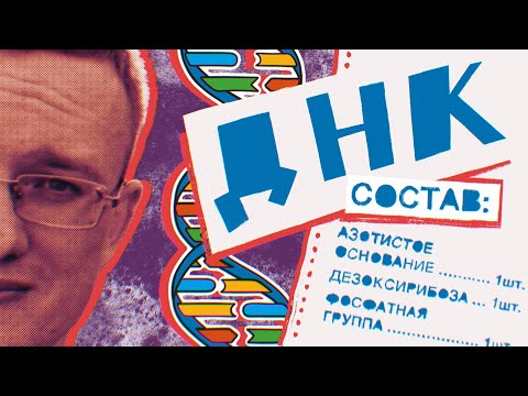 Видео: ДНК. Состав ДНК | Нуклеотиды 🧬 Понятный разбор