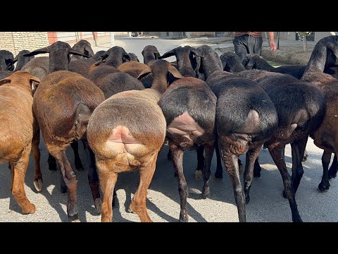 Видео: Йош бўғоз егизакчи қўйлар🔥 Енг қизиғи 1- қоринга бўғозлари