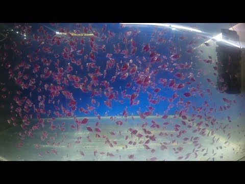 Видео: Большая рыборазводня. Я в гостях у Александра Николаевича Иванова. Эксклюзив